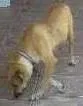 Cachorro ra a vira lata idade 1 ano nome ñ tem