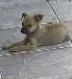 Cachorro ra a vira lata idade 1 ano nome ñ tem