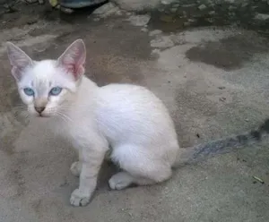 Gato raça Siamês idade 2 a 6 meses nome LINDA BELA CANAPUM 