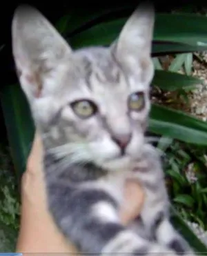 Gato raça vira-lata idade 2 a 6 meses nome SEM NOME