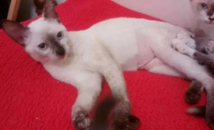 Gato ra a SRD idade 2 a 6 meses nome Francesca