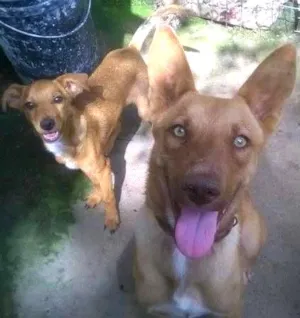 Cachorro raça SRD idade 1 ano nome Avelã