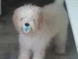 Cachorro raça Poodle idade 2 anos nome Toy