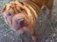 Gordo