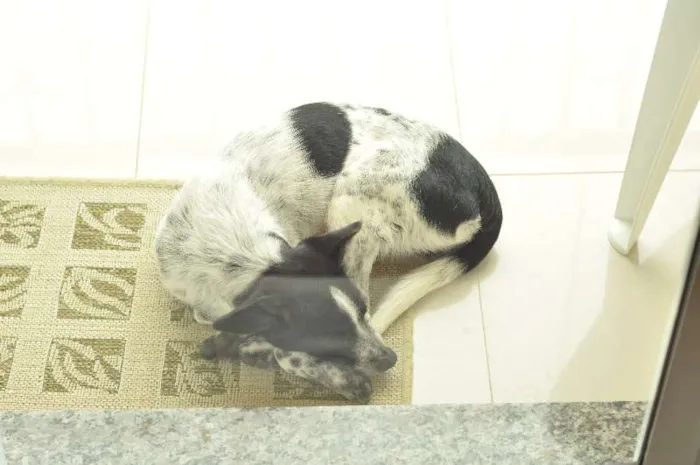 Cachorro ra a SRD idade 2 a 6 meses nome Scooby