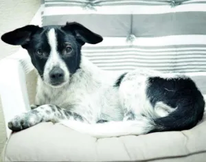 Cachorro raça SRD idade 2 a 6 meses nome Scooby