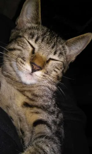 Gato raça sem raça idade 2 a 6 meses nome gatos