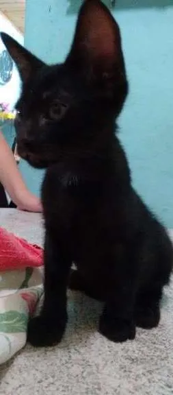 Gato ra a  idade 2 a 6 meses nome GATO