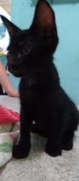 GATO