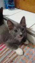 GATO