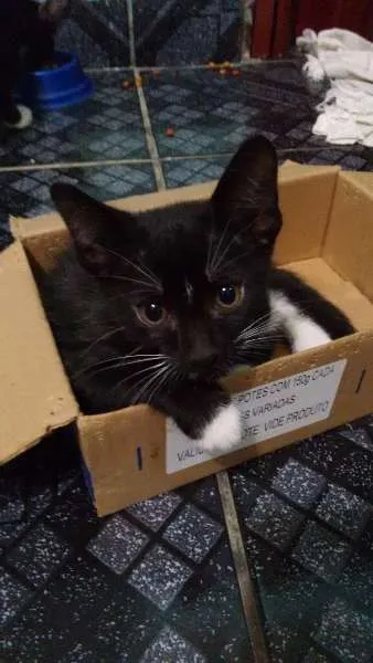 Gato ra a  idade 2 a 6 meses nome GATO