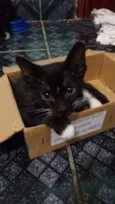 GATO