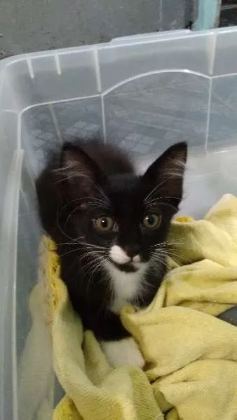 Gato ra a  idade 2 a 6 meses nome GATO