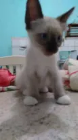GATO