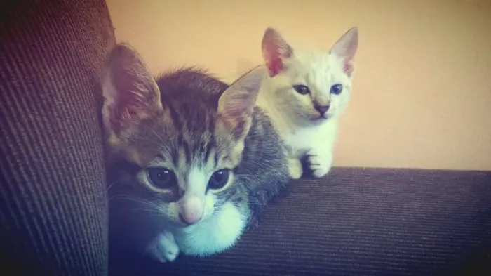 Gato raça SRD idade 2 a 6 meses nome Gatinhos Fofinhos