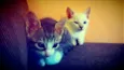 Gatinhos Fofinhos