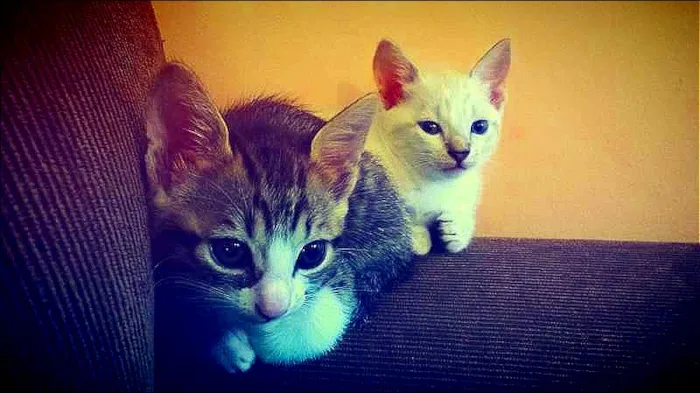 Gato raça SRD idade 2 a 6 meses nome Gatinhos Fofinhos