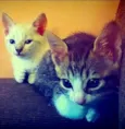 Gatinhos Fofinhos