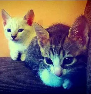 Gato raça SRD idade 2 a 6 meses nome Gatinhos Fofinhos