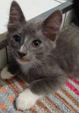 Gato raça  idade 2 a 6 meses nome GATO