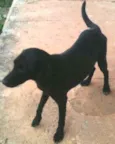 Cachorro raça vira -lata idade 7 a 11 meses nome nao sabemos
