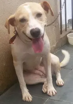 Cachorro raça SRD idade 7 a 11 meses nome Nina