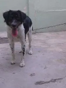 Cachorro raça VIRA LATA idade 7 a 11 meses nome BART