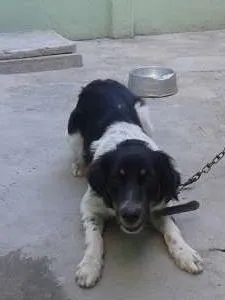 Cachorro raça VIRA LATA idade 7 a 11 meses nome BART