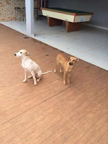 Cachorro ra a vira lata idade 7 a 11 meses nome Sem nome