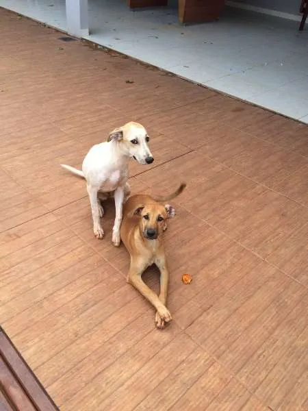 Cachorro ra a vira lata idade 7 a 11 meses nome Sem nome