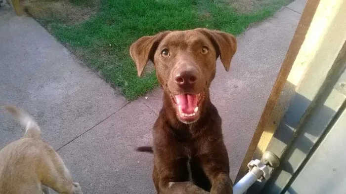 Cachorro raça SRD idade 1 ano nome Summer
