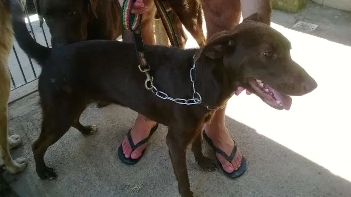 Cachorro raça SRD idade 1 ano nome Summer