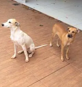 Cachorro ra a vira lata idade 7 a 11 meses nome Sem nome