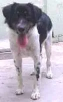Cachorro raça VIRA LATA idade 7 a 11 meses nome BART