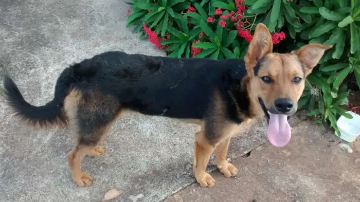Cachorro ra a pastor alemao idade 2 anos nome scooby em CAMPINAS