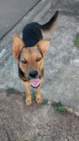 scooby em CAMPINAS
