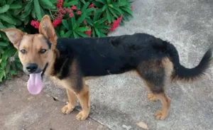 Cachorro raça pastor alemao idade 2 anos nome scooby em CAMPINAS
