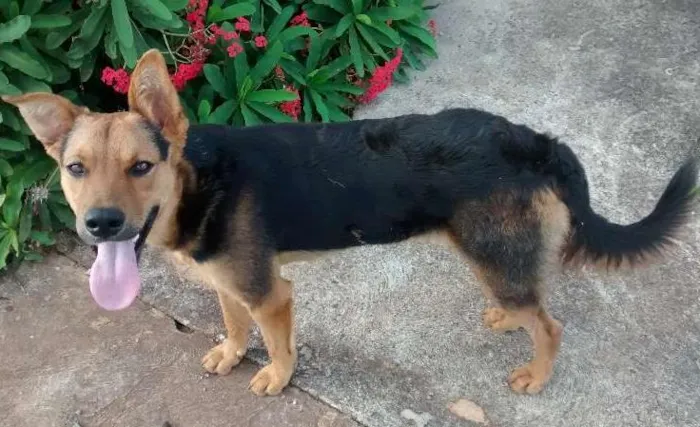 Cachorro ra a pastor alemao idade 2 anos nome scooby em CAMPINAS