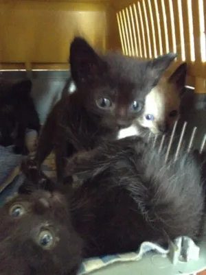 Gato raça  idade Abaixo de 2 meses nome Não possuem
