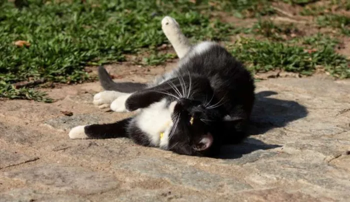 Gato ra a sem raça definida idade 1 ano nome Dorothy