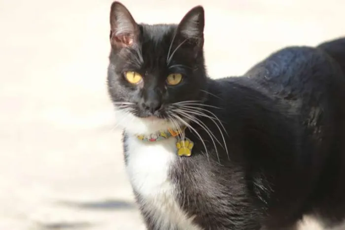 Gato ra a sem raça definida idade 1 ano nome Dorothy
