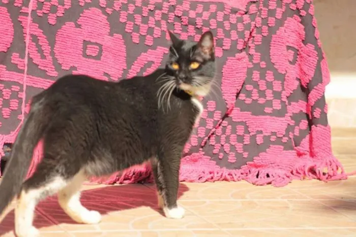 Gato ra a sem raça definida idade 1 ano nome Dorothy