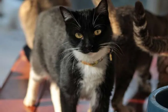 Gato ra a sem raça definida idade 1 ano nome Dorothy