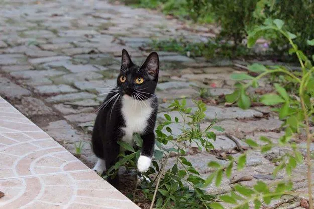 Gato ra a sem raça definida idade 1 ano nome Dorothy