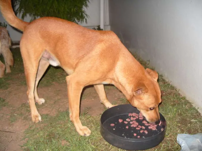 Cachorro ra a SRD idade  nome ALEMÃO