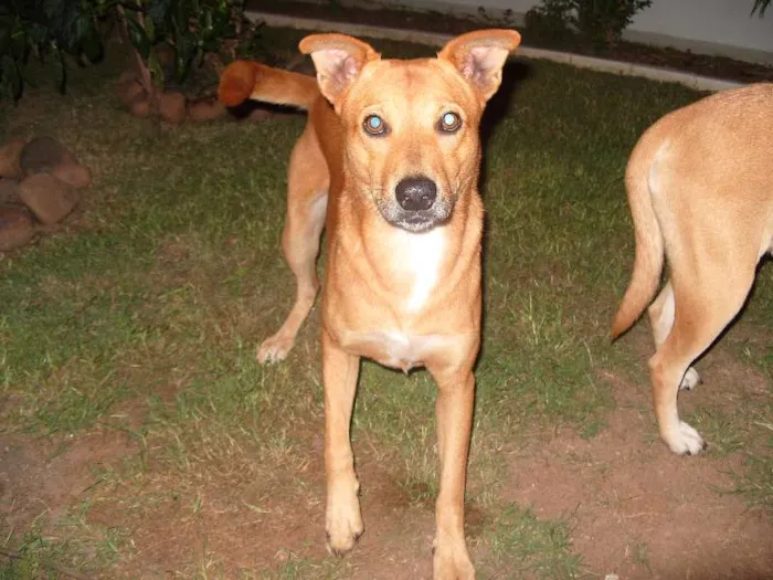 Cachorro ra a SRD idade  nome ALEMÃO