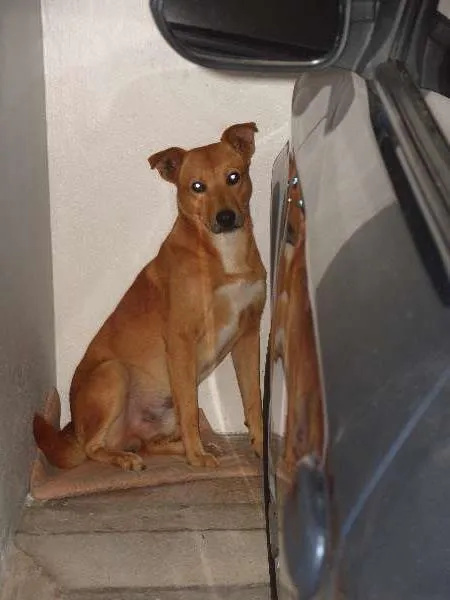 Cachorro ra a SRD idade  nome ALEMÃO