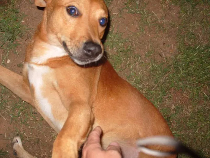 Cachorro ra a SRD idade  nome ALEMÃO