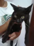 Amora