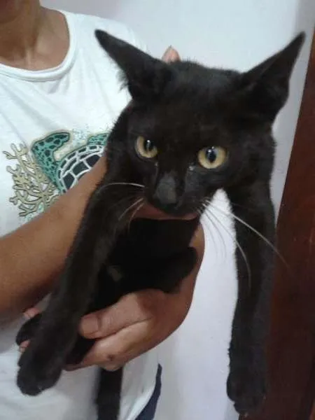 Gato raça vira lata idade 7 a 11 meses nome Amora